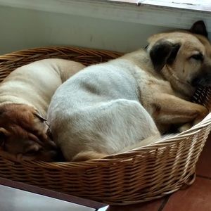 Meet your Posher, Thomas